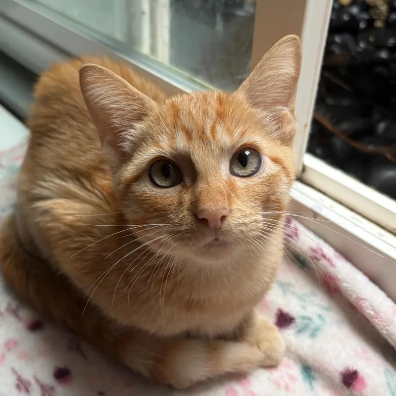 A baby small-sized male Orange / Red Domestic Short Hair cat named Mikey for adoption in South Elgin, IL