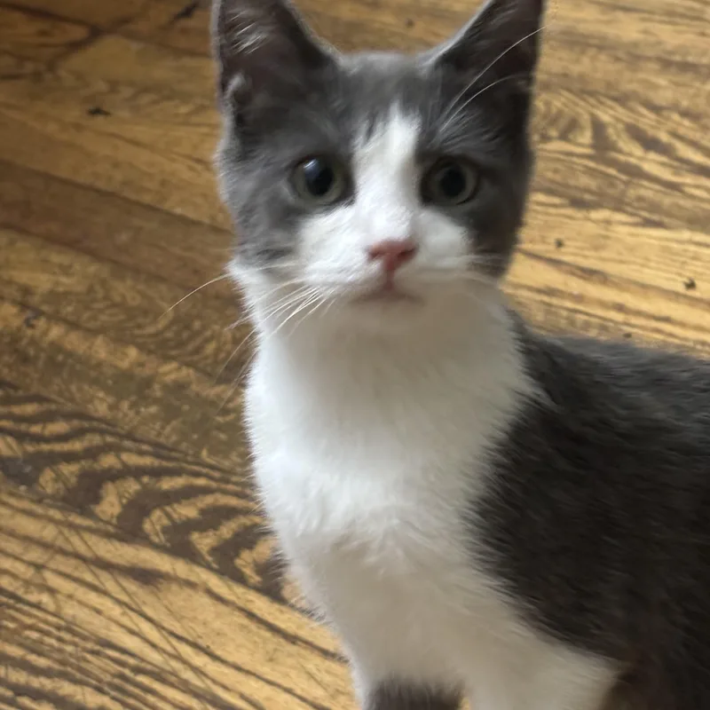 A baby small-sized female Domestic Short Hair cat named Moppet for adoption in Johnson City, TN