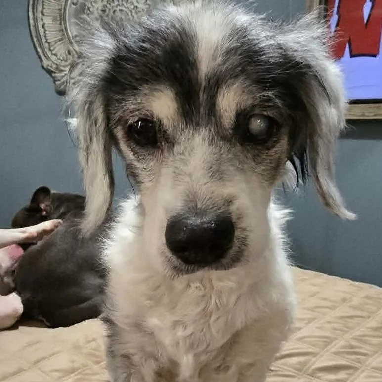 A senior small-sized male Gray / Blue / Silver Cocker Spaniel dog named Mr Magoo for adoption in Gulfport, MS