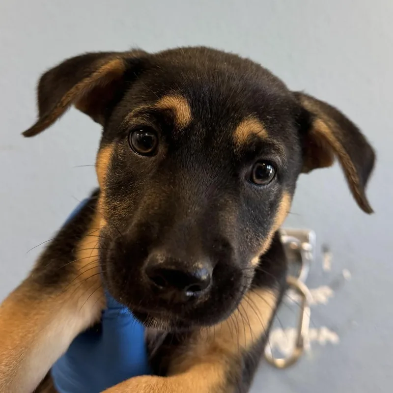 A baby medium-sized female Black Mixed Breed dog named Lily for adoption in Las Cruces, NM