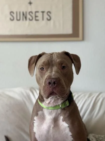 Diesel