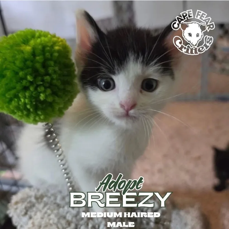 A baby medium-sized male Domestic Short Hair cat named Breezy for adoption in Wilmington, NC