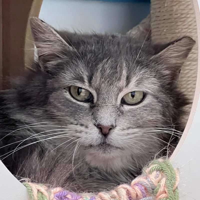 A baby medium-sized female Gray / Blue / Silver Domestic Medium Hair cat named Silver for adoption in Grand Rapids, MI