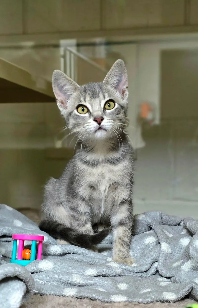 A baby medium-sized female Tabby (Gray / Blue / Silver) Domestic Short Hair cat named Banana for adoption in New Castle, PA