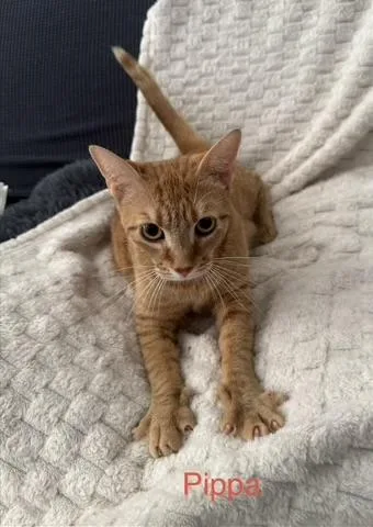 A young medium-sized female Orange & White Domestic Short Hair cat named Pippa for adoption in Boca Raton, FL