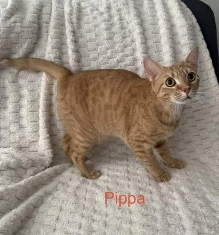 Pippa thumbnail 3