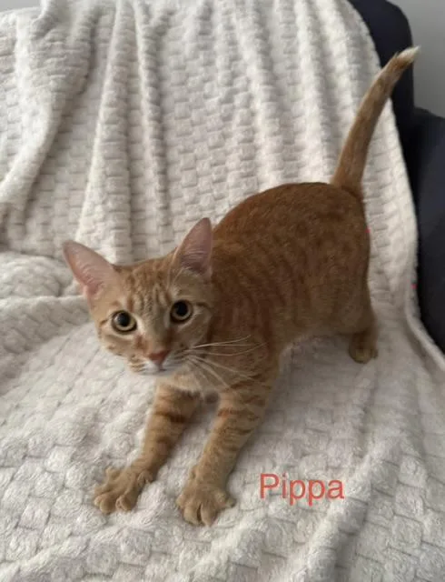 Pippa thumbnail 4
