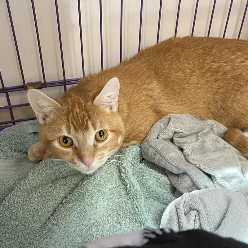 A young medium-sized male Orange / Red Domestic Short Hair cat named Banjo for adoption in Bedford, NH