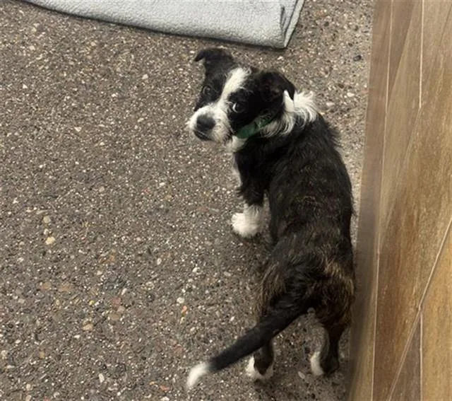 A young small-sized male Fox Terrier dog named Maxwell for adoption in Phoenix, AZ