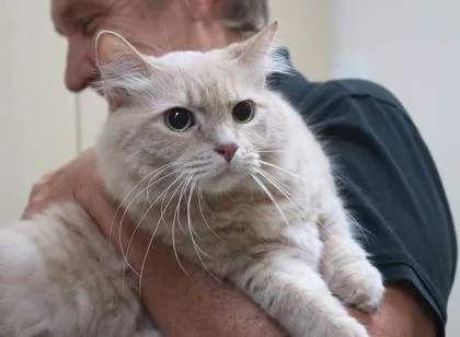 An adult medium-sized male Domestic Long Hair cat named Sonny for adoption in Brunswick, GA