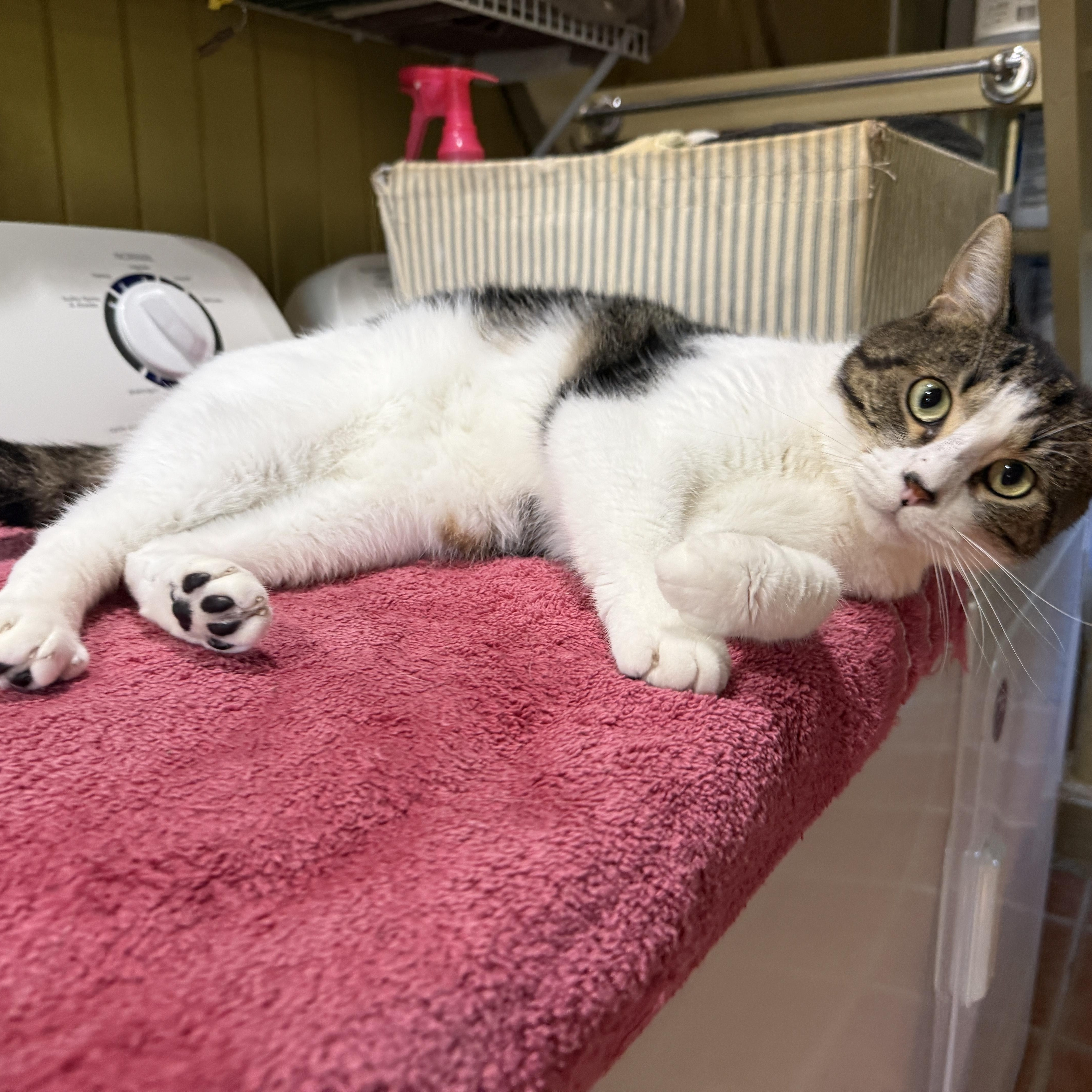 A young medium-sized male Tabby (Brown / Chocolate) Domestic Short Hair cat named Corkie for adoption in Ashland, OH