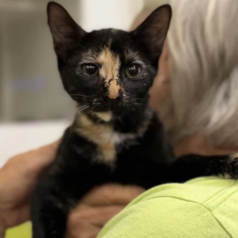 A baby small-sized female Domestic Short Hair cat named Victoria for adoption in Tallahassee, FL
