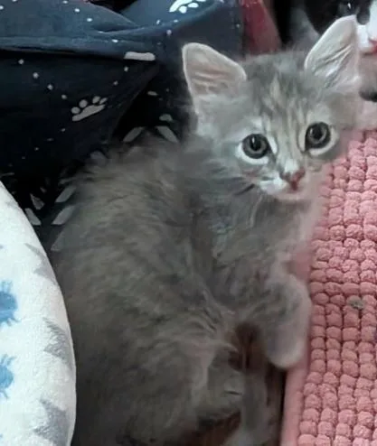 A baby medium-sized female Dilute Tortoiseshell Domestic Long Hair cat named Joy for adoption in oceanside, CA