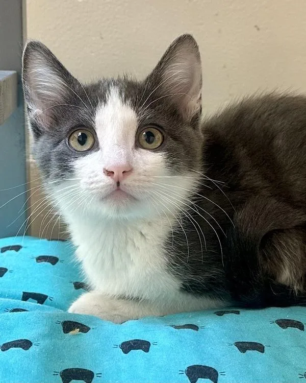 A baby small-sized male Domestic Short Hair cat named Sunny for adoption in Novato, CA