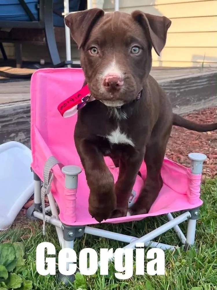 A baby medium-sized male Pit Bull Terrier dog named Georgia for adoption in harrison city, PA