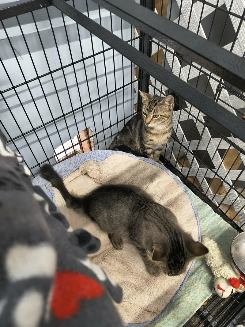 A young medium-sized female Bengal cat named Chelsea for adoption in Stover, MO