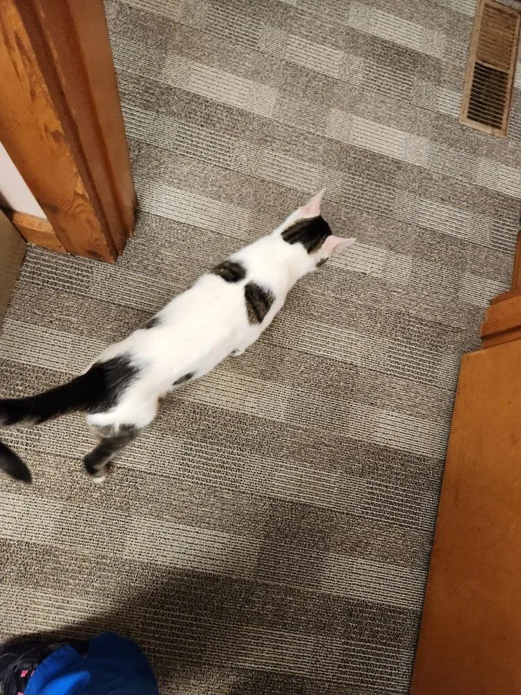 A young medium-sized female Domestic Short Hair cat named Reba for adoption in Oakville, CT