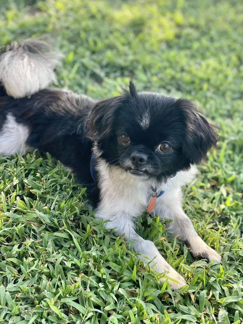 A young small-sized male Black Japanese Chin dog named Boone for adoption in Bull Shoals, AR