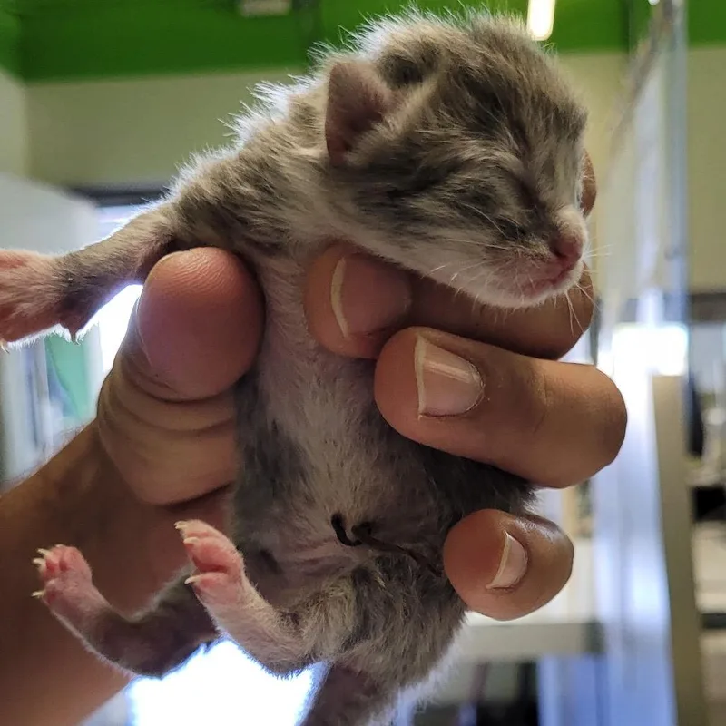 A baby small-sized male Gray / Blue / Silver Domestic Short Hair cat named Watson for adoption in Los Angeles, CA