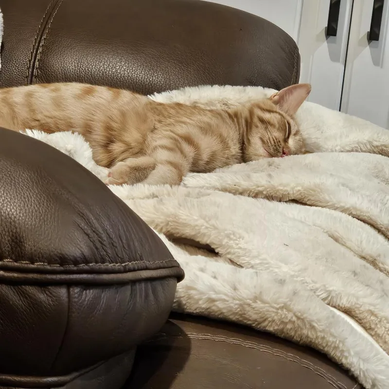 A baby medium-sized male Orange / Red Domestic Short Hair cat named Cosmo for adoption in South Burlington, VT