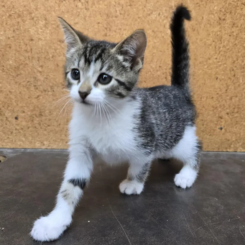 A baby small-sized male Brown / Chocolate Domestic Short Hair cat named Mando for adoption in Long Beach, CA