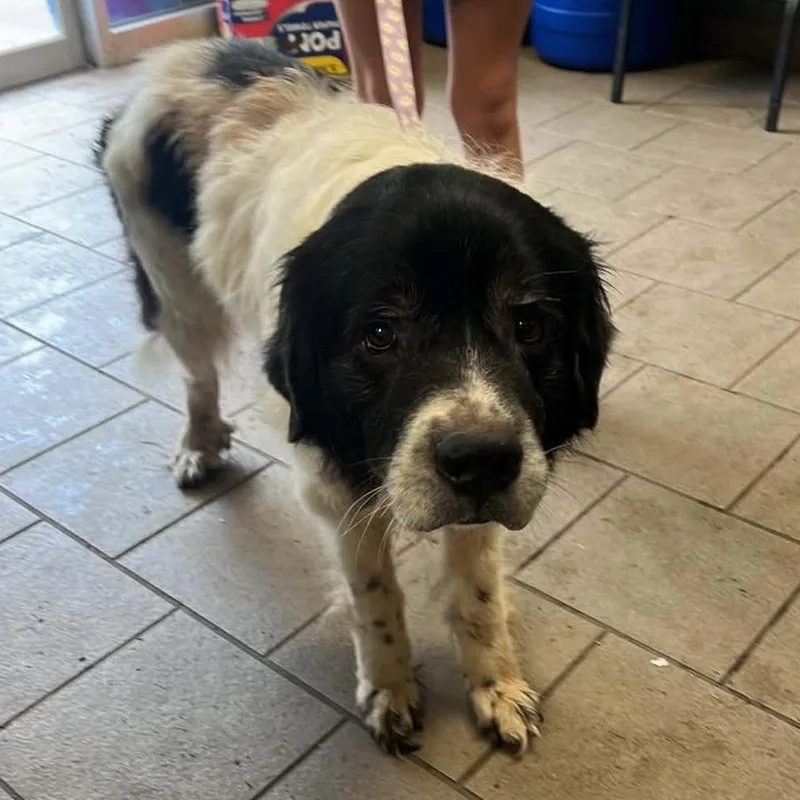 Clooney Stray Hold