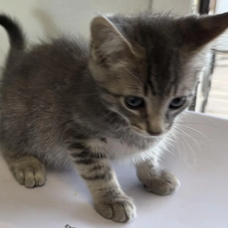 A baby small-sized male Gray / Blue / Silver Domestic Long Hair cat named Gandolf for adoption in Floresville, TX
