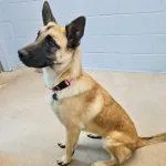 A baby medium-sized female Yellow / Tan / Blond / Fawn Belgian Shepherd / Malinois dog named Legend for adoption in Green Valley, AZ