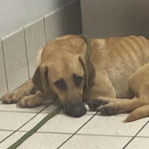 An adult medium-sized female Yellow / Tan / Blond / Fawn Mixed Breed dog named LalaLoopsy for adoption in Charleston, WV