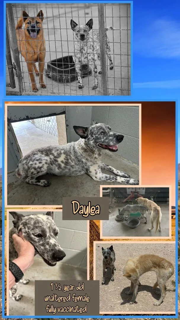 An adult medium-sized female Australian Cattle Dog / Blue Heeler dog named Daylea for adoption in Kermit, TX