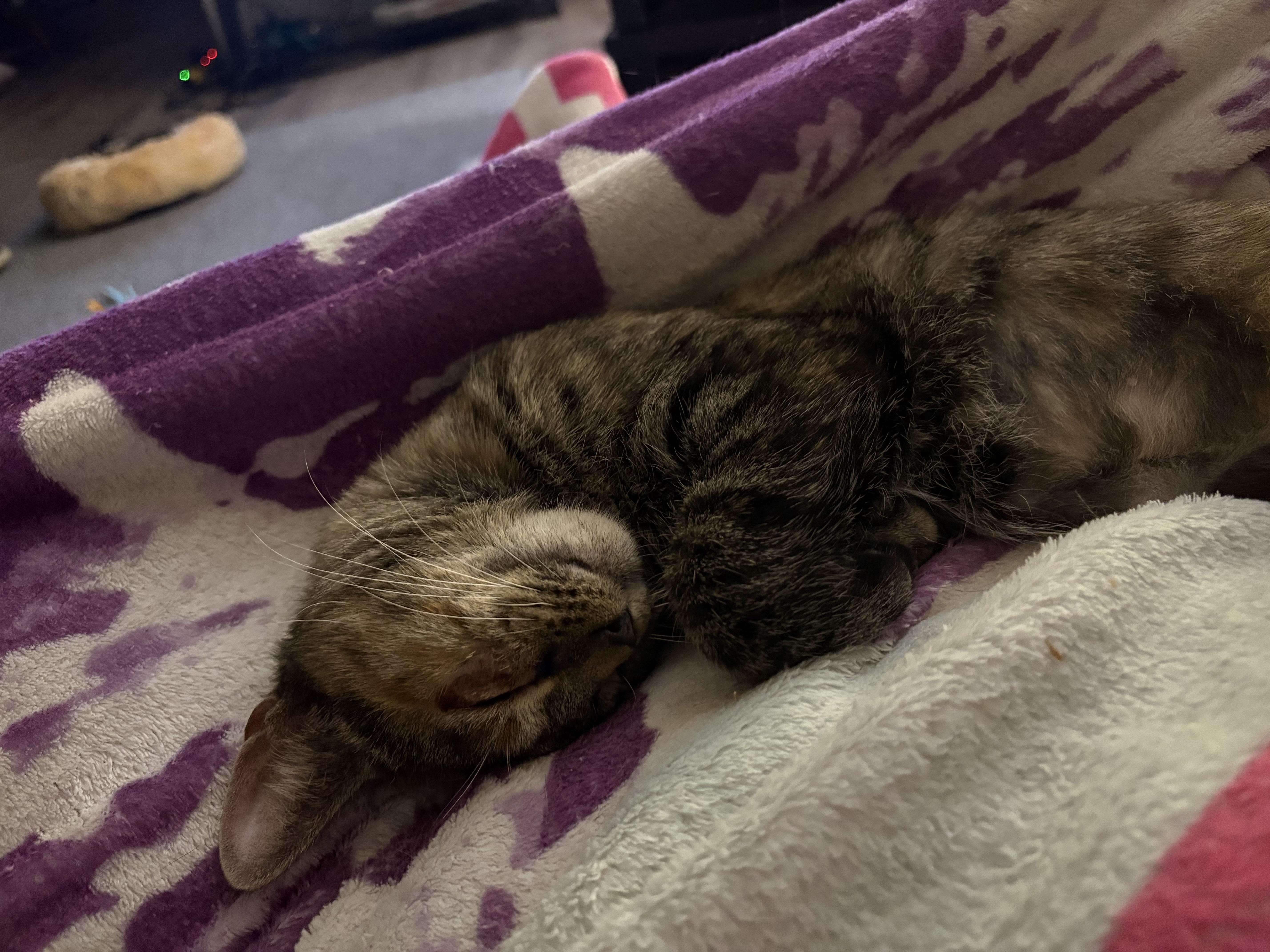 Spaghetti Squash thumbnail 2