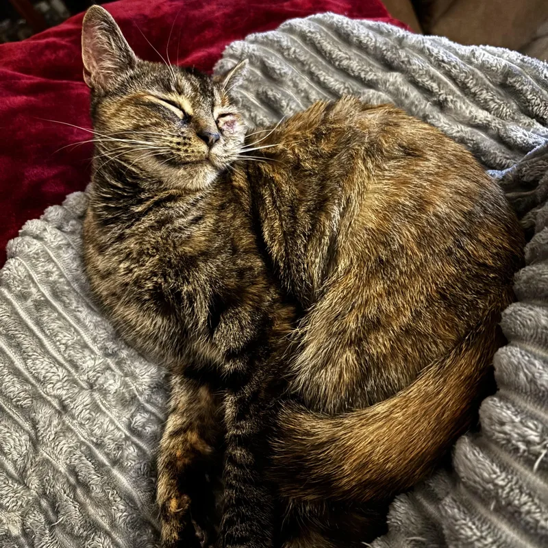 Spaghetti Squash thumbnail 3