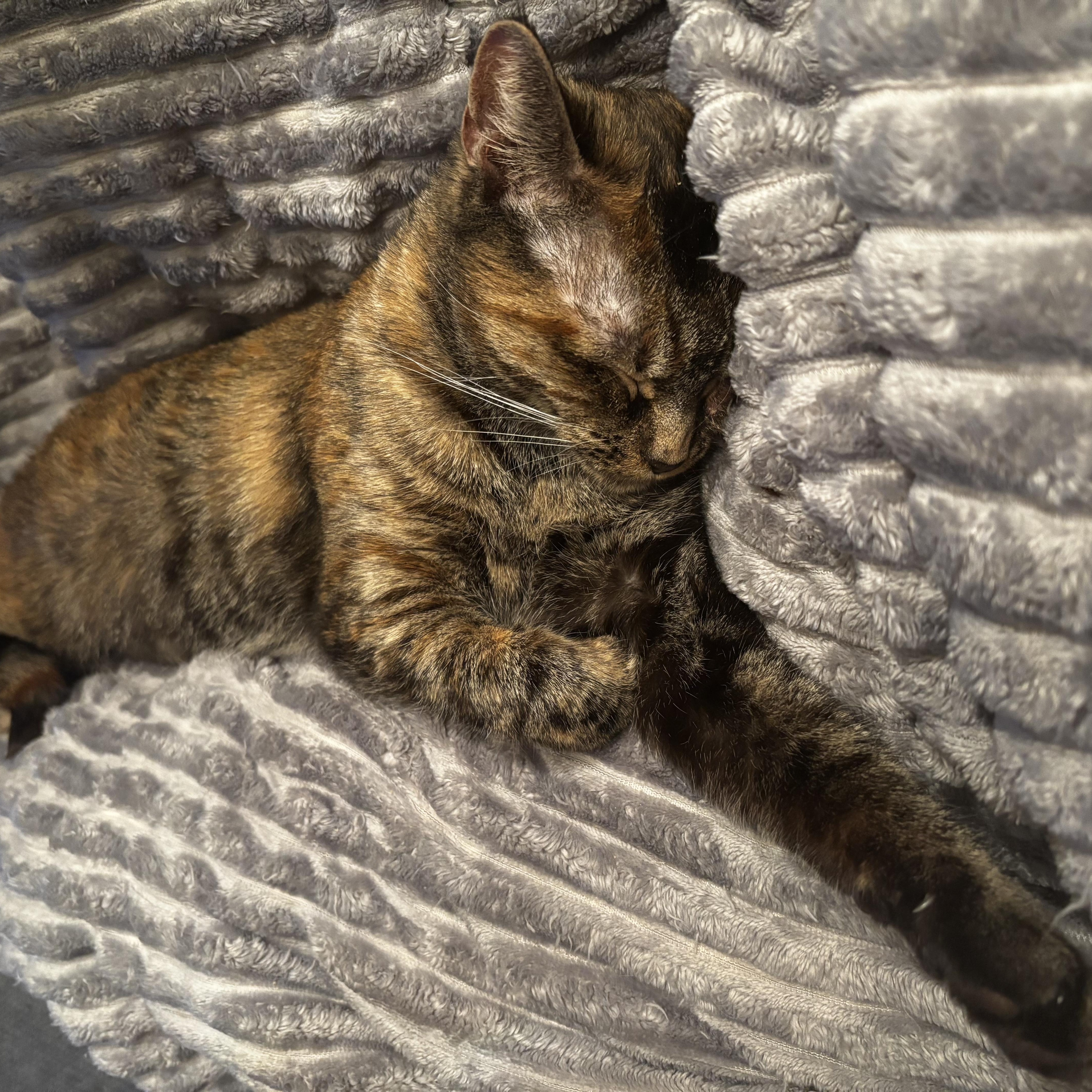 Spaghetti Squash thumbnail 4