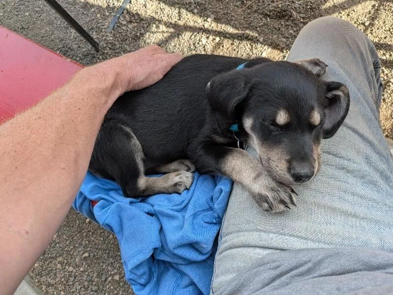 A baby medium-sized female Black Retriever dog named Roxie for adoption in Fort Collins, CO