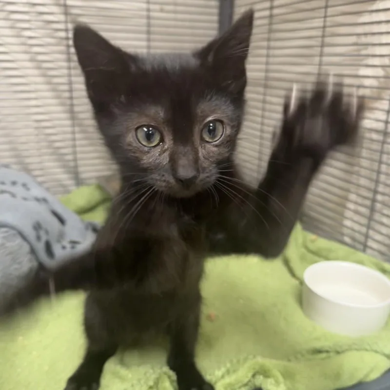 A baby small-sized male Domestic Short Hair cat named Charcoal for adoption in Hagerstown, MD
