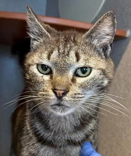 An adult medium-sized female Domestic Short Hair cat named Bundles for adoption in Washington, DC
