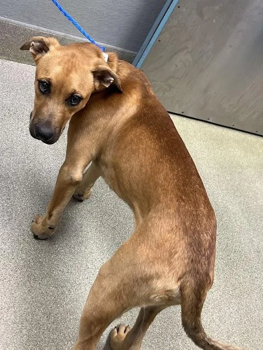A young medium-sized male Rhodesian Ridgeback dog named Jb for adoption in Las Vegas, NV
