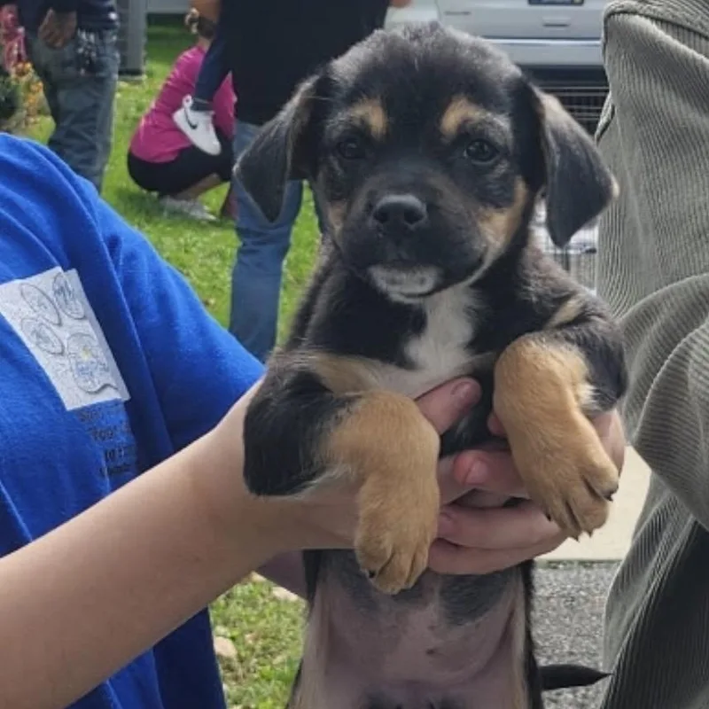 A baby medium-sized female Beagle dog named Izzie for adoption in Hamilton , NJ