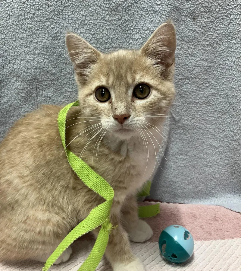 A baby medium-sized female Buff / Tan / Fawn Domestic Medium Hair cat named Daisy for adoption in Dublin, OH