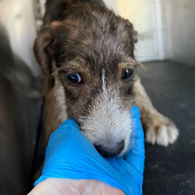 A baby small-sized female Terrier dog named Jamila for adoption in Birmingham, AL