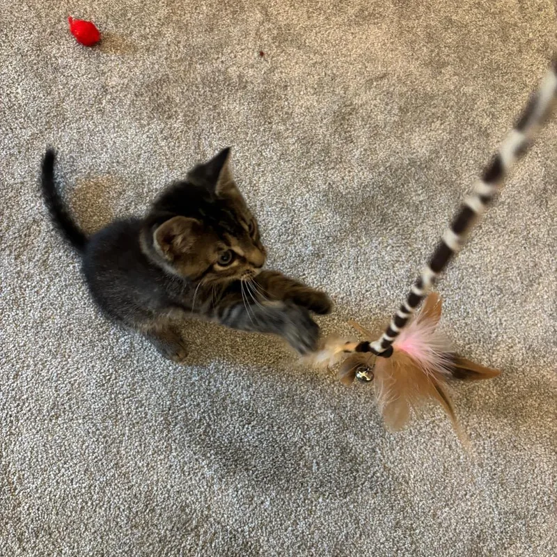 A baby small-sized male Brown / Chocolate Domestic Short Hair cat named Bootsie in Cockeysville for adoption in Alexandria, VA