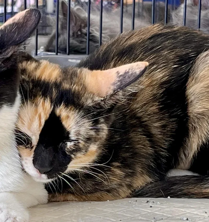 A baby medium-sized female Calico cat named Penny for adoption in Greensburg, PA