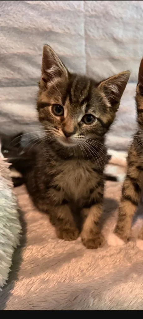 A baby medium-sized male Domestic Short Hair cat named Sharky for adoption in Pomona, NY
