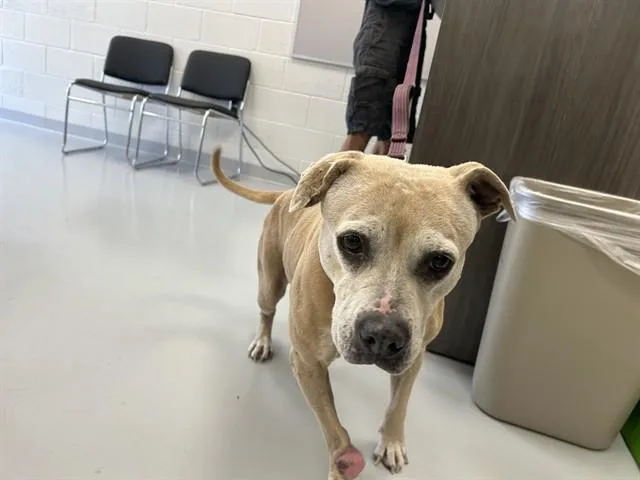 A senior medium-sized female American Staffordshire Terrier dog named A for adoption in Ocala, FL