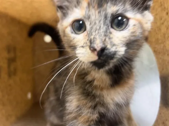 A baby small-sized female Domestic Short Hair cat named Picassa for adoption in Riverside, CA