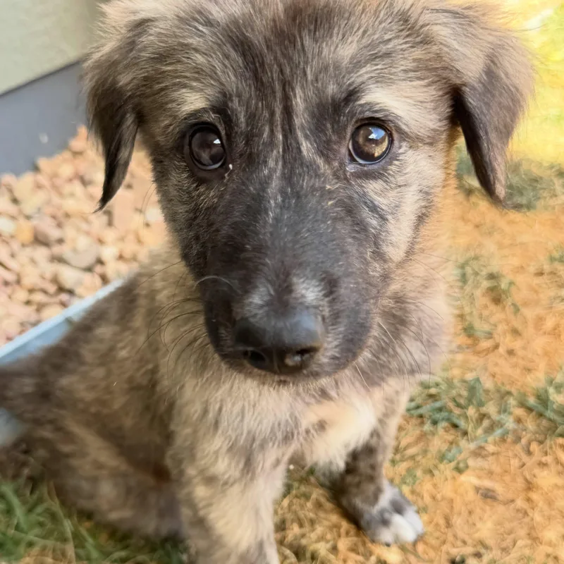 A baby medium-sized female Brindle Mixed Breed dog named Nessie for adoption in Loveland, CO