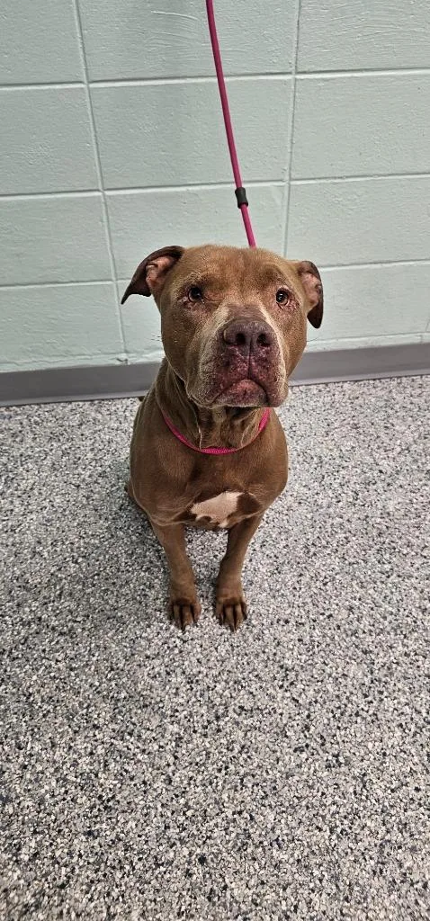 An adult large-sized male Terrier dog named Scott for adoption in Athens, TN