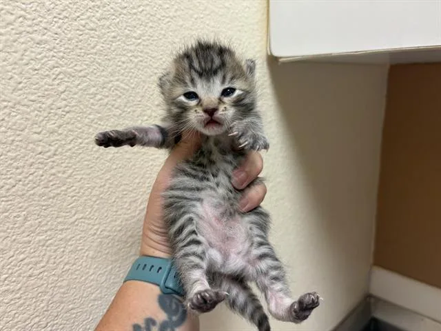 A baby small-sized female Domestic Short Hair cat named Little Mama for adoption in Fairfield, CA