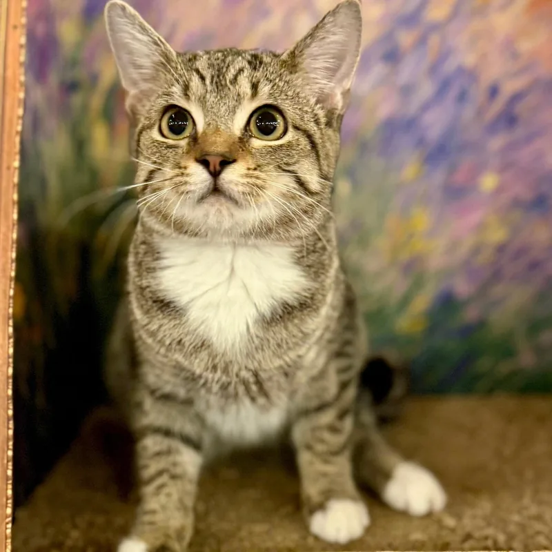 A young medium-sized male Tabby (Brown / Chocolate) Domestic Short Hair cat named Cyrus for adoption in SNOW HILL, NC