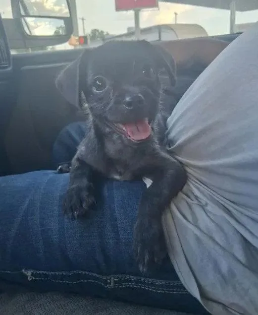 A baby small-sized male Terrier dog named Button for adoption in Grafton, WI